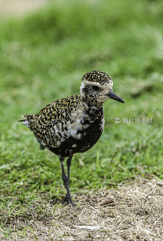 太平洋金鸻(Pluvialis fulva)是一种中型鸻。Papahānaumokuākea海洋国家纪念碑，中途岛，中途岛环礁，夏威夷群岛